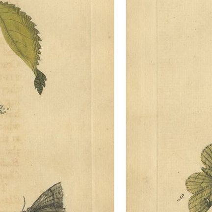 Antique English Moths on Fruit and Hedgerow Shrubs, Albin Entomology 1720, close-up 2