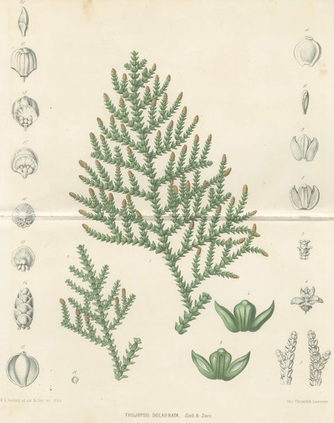 Antique Botanical Lithograph, Thuopsis Dolabrata, Siebold Zuccarini, 1856, close-up 1