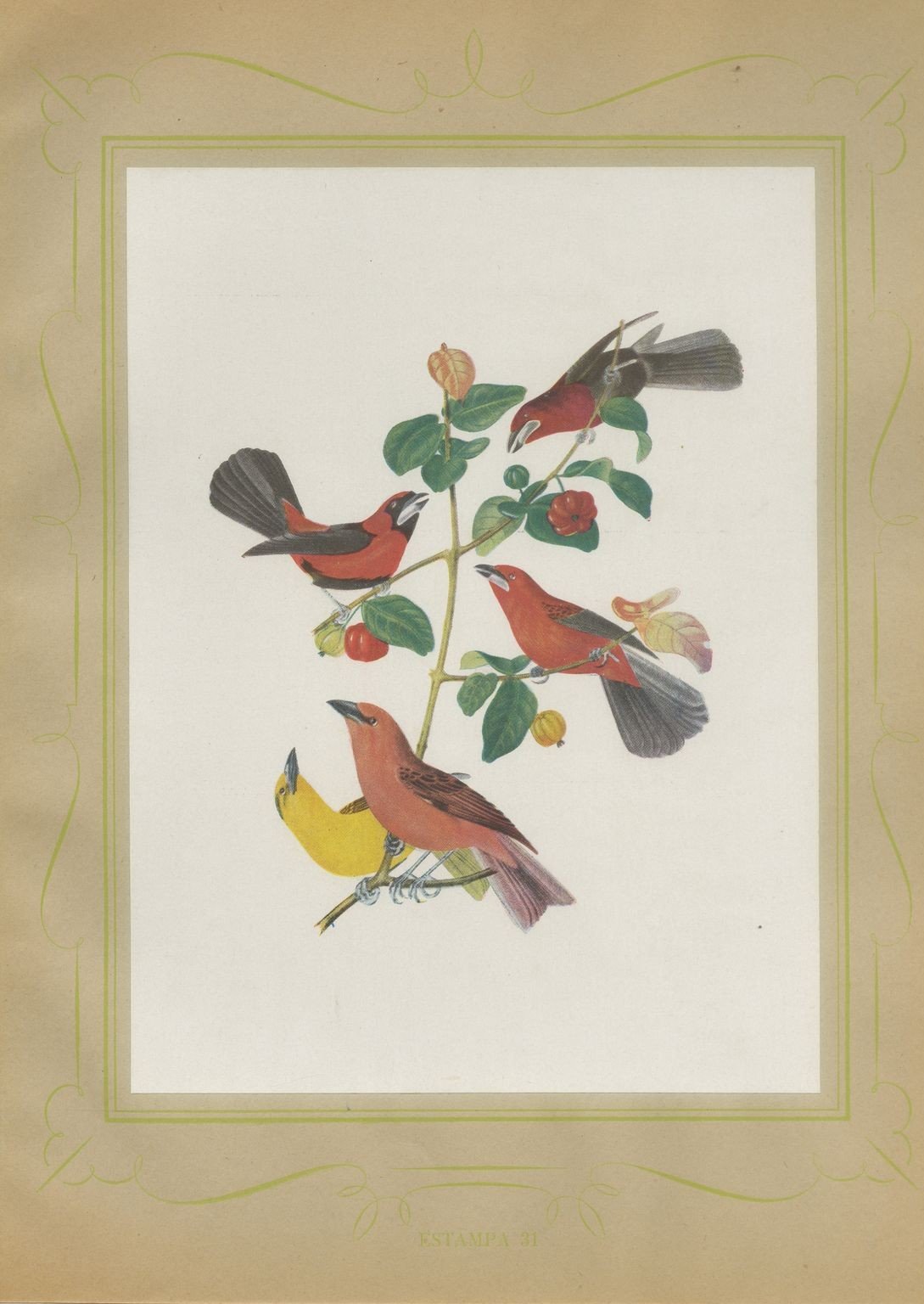 Red Tanagers, Brazilian Bird Print, Descourtilz, 1944