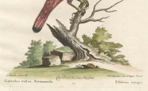 The Red Bird of Surinam by J.M. Seligmann, Hand-Colored Engraving, 18th Century, close-up 1