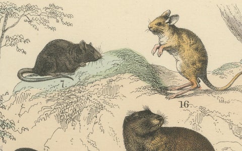 Rodents & Small Mammals Print: Beaver, Squirrel, Porcupine, Antique 1867, close-up 5
