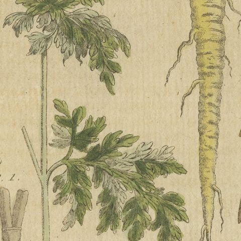 Chervil, Parsley and Celeriac Kitchen Herbs, Antique Bertuch Print, circa 1802, close-up 5