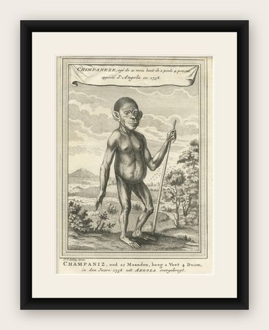 The Chimpanzee from Angola: Enlightenment Era Natural History Engraving, 1738, shown framed