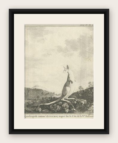 Antique Copper Engraving of a Kangaroo in Australia, 1744, shown framed