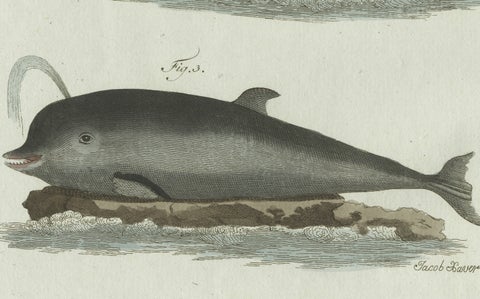 Original Antique Print of Three Dolphins and Porpoises by Bertuch, 1802, close-up 2