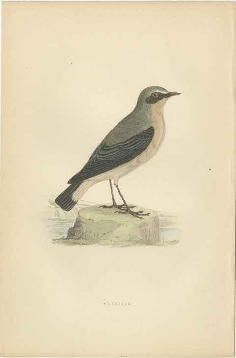 Wheatear Standing by Water, Antique Hand Colored Bird Print, Morris, 1896, view 2