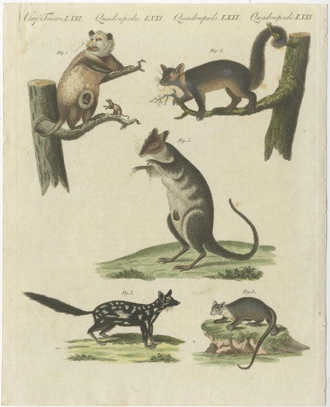 Hand Colored Engraving of Opossums, view 2