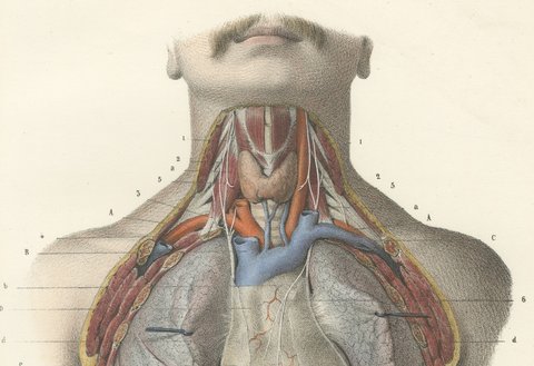 The Phrenic Nerves and the Opened Thorax, Antique Hirschfeld Anatomy Print, 1866, view 3