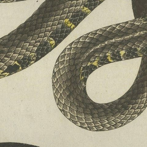 Antique Handcolored Engraving of Snakes, c.1800, close-up 5