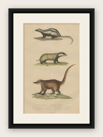 Carnivores of Field and Forest: Coati, European Badger and Striped Polecat, 1845, shown framed