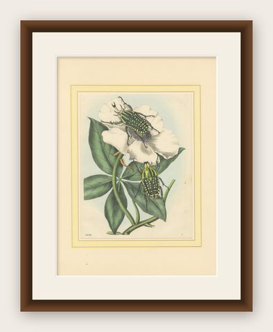 1858 Hand-Colored Lithograph of Flower Beetles on a Blossom, shown framed