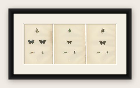 Triptych of Lepidoptera Elegance: Hand-Coloured Butterflies Published in 1890, shown framed