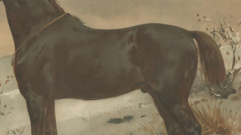 Antique Print of the Russian Half-Blood Horse by O. Eerelman, 1898, close-up 2