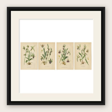 Orchid Variations: A Study of Ophrys Species in 1904 Illustrations, shown framed