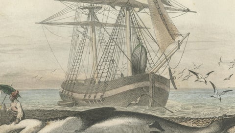 Le Requin (Shark), Hand-Colored Engraving, 1840, close-up 3
