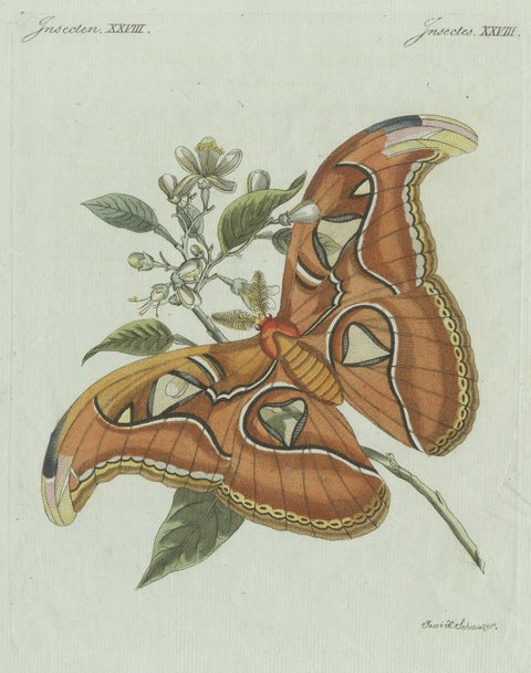 Original Antique Print of an Atlas Moth by Bertuch, circa 1800, close-up 5