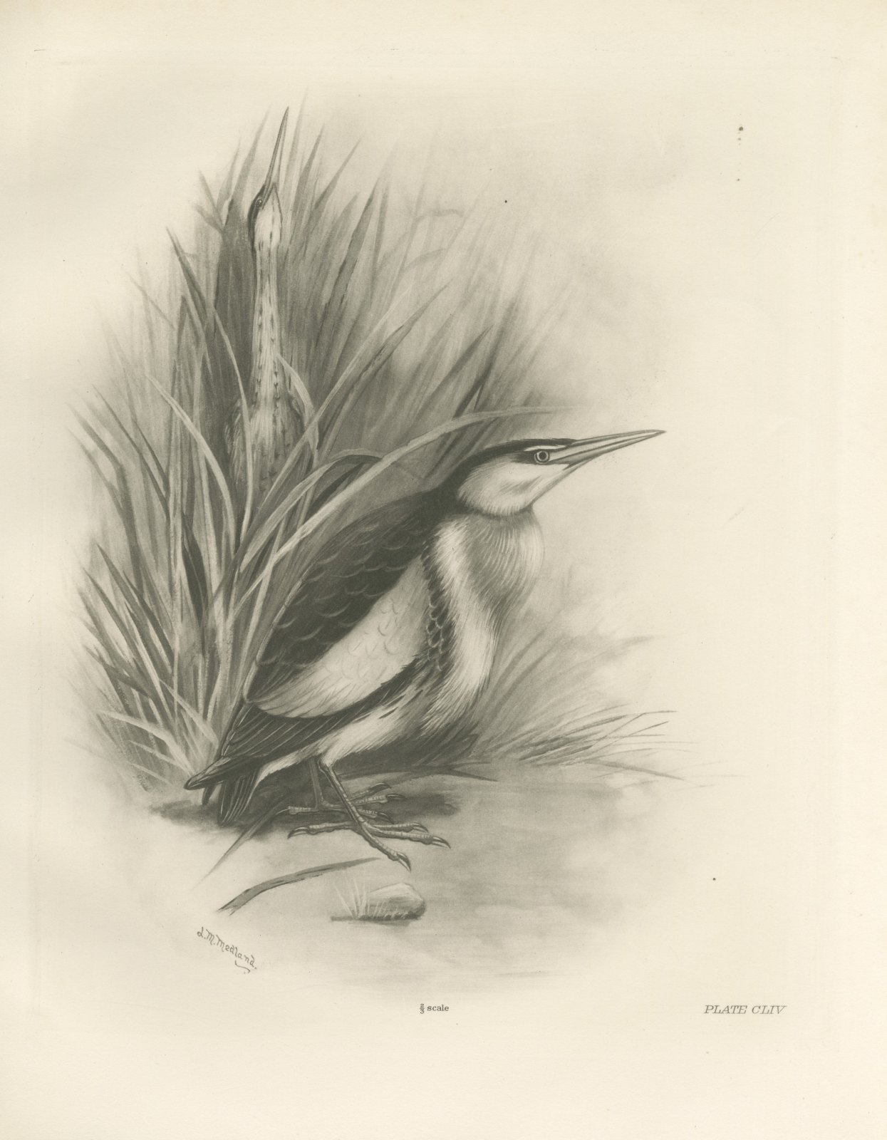 Pair of Little Bitterns in a Reed Bed, Plate CLIV after Lilian Medland, c. 1909
