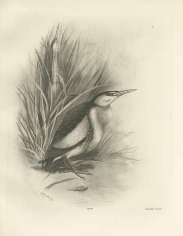 Pair of Little Bitterns in a Reed Bed, Plate CLIV after Lilian Medland, c. 1909