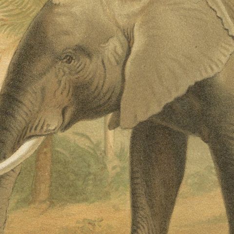 African Elephant, Antique Wildlife Chromolithograph, Royal Natural History 1894, close-up 1