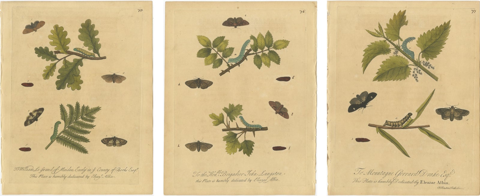 Antique Entomology Prints, English Insects on Oak, Bramble & Willow, Albin 1720