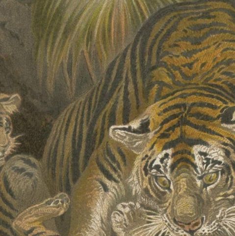 Antique Print of Tigers by Brehm 'c.1890', close-up 1