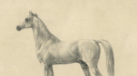 Antique Arabian Horse Lithograph “Bairaktar” by August Jäger, 1846, close-up 6