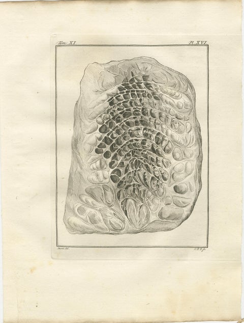 Buffon Ruminant Anatomy Engravings Set of 4, Natural History Plates, 1775, view 2