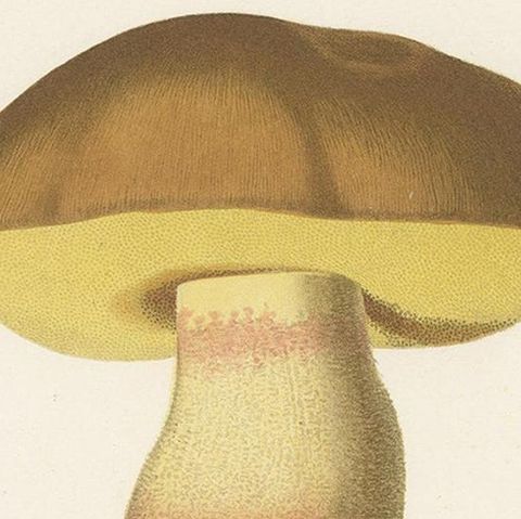 Antique Mycology Print of Hemileccinum Impolitum by E.M. Fries, circa 1860, close-up 1