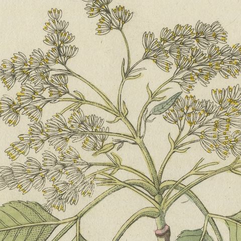 Manna Ash and Sarsaparilla Medicinal Plants, Antique Bertuch Print, circa 1805, close-up 1