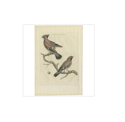 Bohemian Waxwing, Ampelis Garrulus from Nederlandsche Vogelen, 1797, view 2
