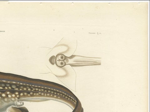 Antique Print of Arctic Chimaera Fish, Rare French Scientific Illustration 1845, close-up 2