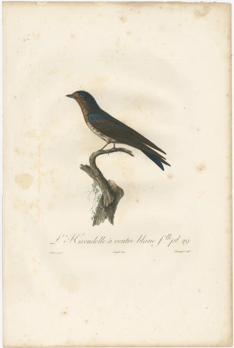 The White-Bellied Caribbean Martin, An 1807 Ornithological Illustration, view 3