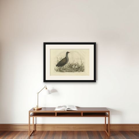 Antique Bird Print of the Common Moorhen by Sepp & Nozeman, 1770, shown framed on a wall