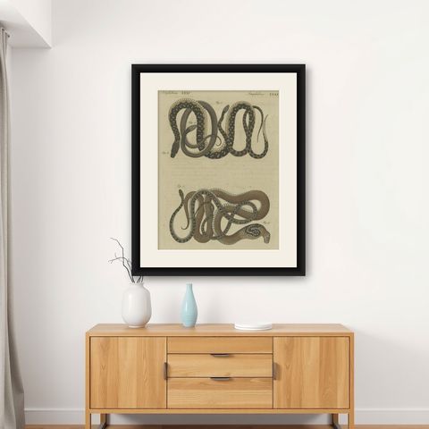 Hand-colored EngravingS of Five various Snakes, incl Dahl's Whip Snake, ca.1800, shown framed on a wall