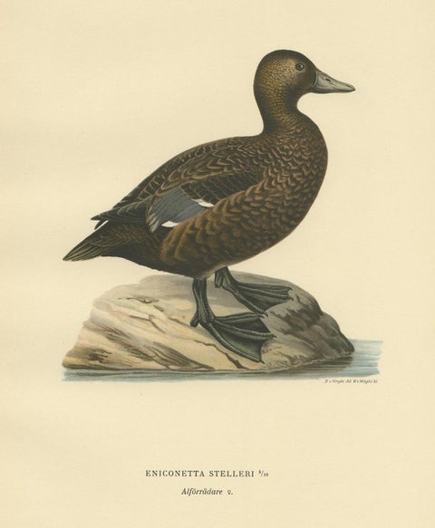 Antique Bird Print of a Female Steller's Eider by Von Wright, 1929, view 2