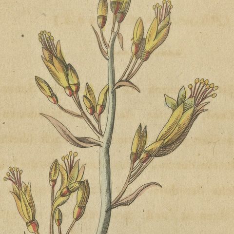 New Zealand Flax with Flower Details, Antique Bertuch Print, circa 1815, close-up 1