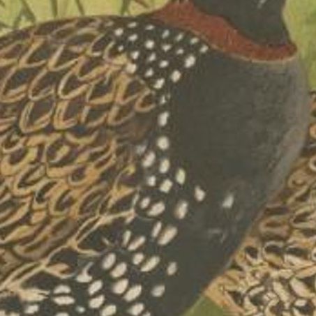 Antique Bird Print of the Black Partridge by Hume & Marshall, 1879, close-up 2