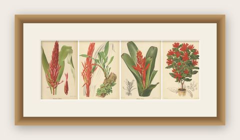 Exotic Botanicals: Pitcairnia, Neumannia, Echnea, and Burchellia, circa 1880, shown framed