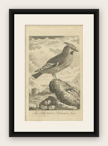 Antique Bird Print of the Bohemian Waxwing, c.1800, shown framed