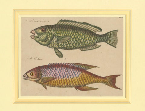 1819 Marine Splendor: Original Hand-Colored Engravings of Fishes, close-up 3