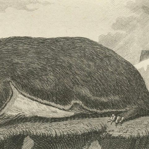 Original Antique Engraving of The Red Giant Flying Squirrel or "Le Taguan", 1766, close-up 5