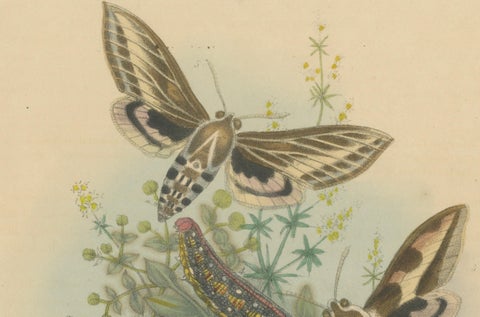 Stunning Vintage Butterfly and Moth Illustration Compilation, Hand-colored, 1860, close-up 4