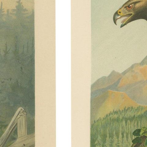 The Golden Eagle and Northern Goshawk by J.F. Naumann, Original Vintage, 1901, close-up 2