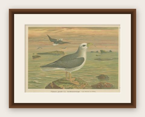 Antique Bird Print of Northern Fulmar at Sea, 19th Century Seabird Illustration, shown framed