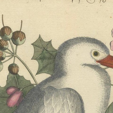 Hand-Colored Engraving of the Lesser White Heron by Johann Seligmann, c.1773, close-up 5