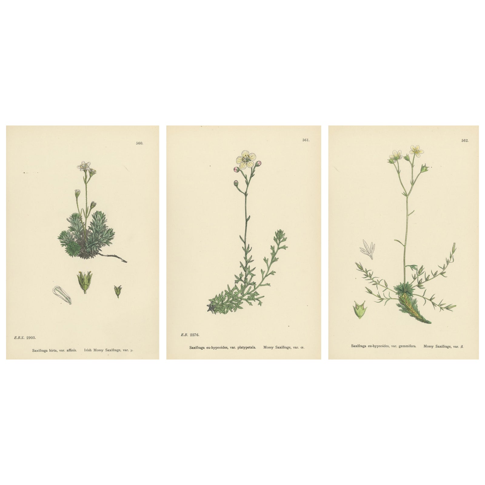 Hand-Colored Botanical Engravings of Irish and Mossy Saxifrages, 1902