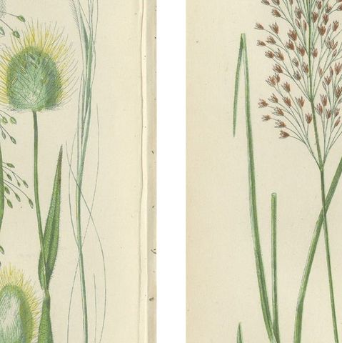 Club Moss Varieties, Hand-Colored Botanical Engravings, 1873 Pair, close-up 2