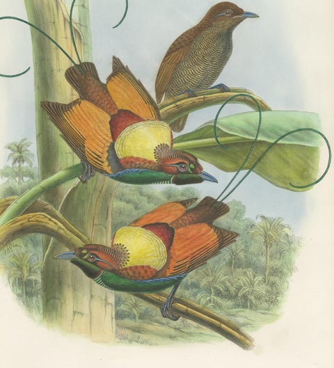 Antique Bird Print of Hunstein's Bird of Paradise by Gould, circa 1850, view 4