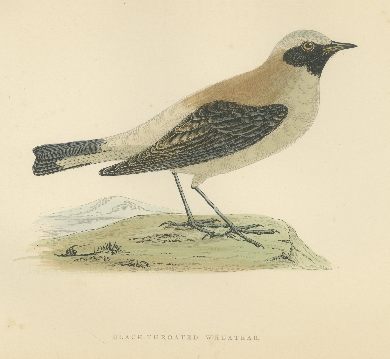 Black-Throated Wheatear on a Grassy Mound, Hand Colored Print, 1896