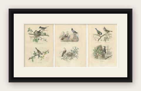 Set of 3 Antique Bird Prints, Blackcap, Whitethroat, Turtledove, circa 1850, shown framed